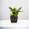 Golden Hahnii Snake Plant (Sansevieria) - Compact, Air-Purifying, 4" Tall in 3" Pot | Surekha Agro Products