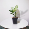 Green Aglaonema (Chinese Evergreen) - Easy-Care, Low-Light Indoor Plant | 5 Inch Black Pot | Surekha Agro Products