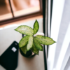 Green Aglaonema (Chinese Evergreen) - Easy-Care, Low-Light Indoor Plant | 5 Inch Black Pot | Surekha Agro Products