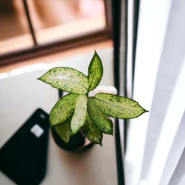 Green Aglaonema (Chinese Evergreen) - Easy-Care, Low-Light Indoor Plant | 5 Inch Black Pot | Surekha Agro Products