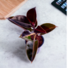Ficus Elastica Rubber Plant - Air Purifying Indoor Plant | Easy Care | 12-14" | Surekha Agro Products