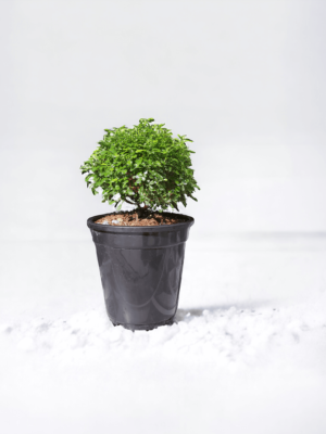 Table Kamini (Dwarf Orange Jasmine) - Fragrant & Easy Indoor/Outdoor Plant | Self-Watering Pot | Surekha Agro Products