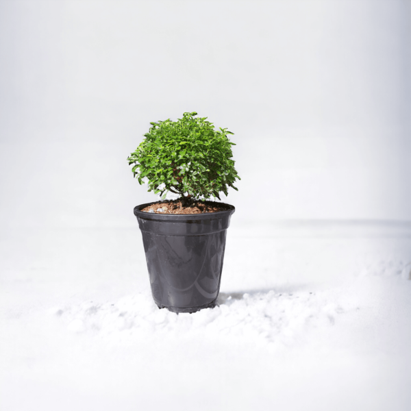 Table Kamini (Dwarf Orange Jasmine) - Fragrant & Easy Indoor/Outdoor Plant | Self-Watering Pot | Surekha Agro Products