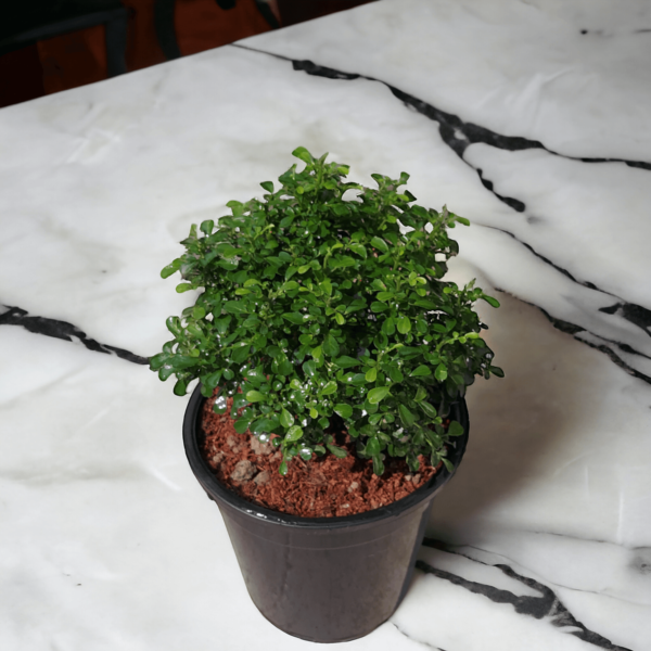 Table Kamini (Dwarf Orange Jasmine) - Fragrant & Easy Indoor/Outdoor Plant | Self-Watering Pot | Surekha Agro Products