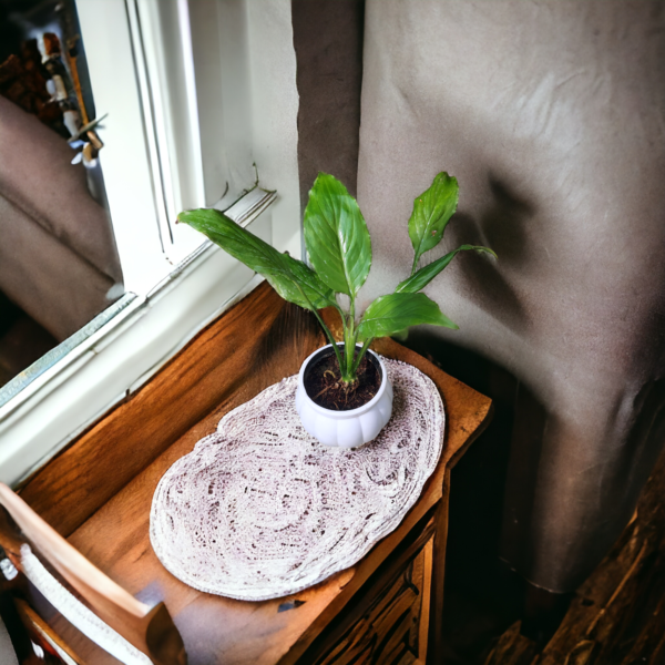 Peace Lily (Spathiphyllum) - Elegant Indoor Plant with Air-Purifying Benefits | White Pot | Surekha Agro Products