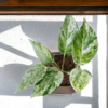 Marble Queen Pothos - Easy Care Indoor Plant in Self-Watering Pot | Surekha Agro Products