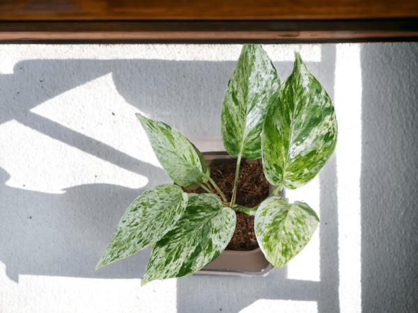 Marble Queen Pothos - Easy Care Indoor Plant in Self-Watering Pot | Surekha Agro Products