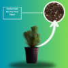 Surekha Agro Products Pine Tree Plant - Bonsai Starter - with 5 Inch Black Pot