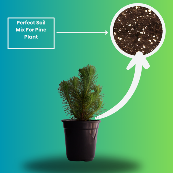 Surekha Agro Products Pine Tree Plant - Bonsai Starter - with 5 Inch Black Pot