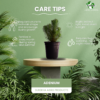 Surekha Agro Products Pine Tree Plant - Bonsai Starter - with 5 Inch Black Pot