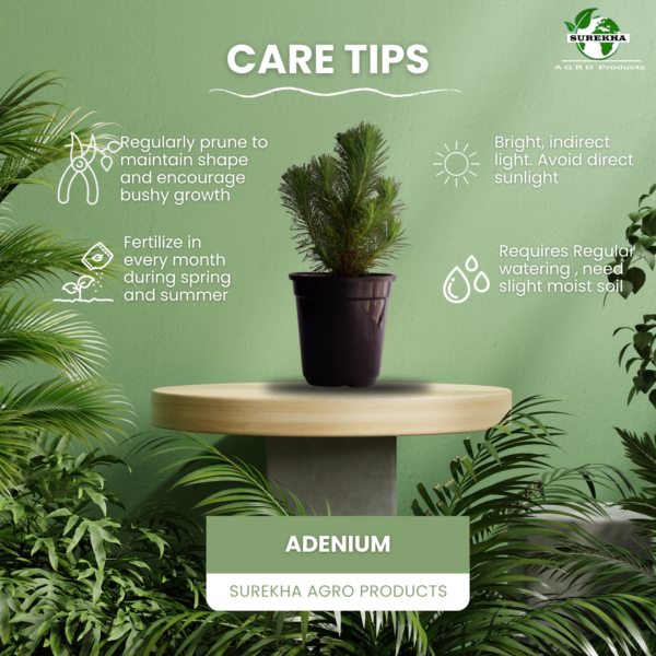 Surekha Agro Products Pine Tree Plant - Bonsai Starter - with 5 Inch Black Pot