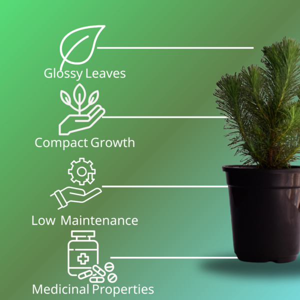 Surekha Agro Products Pine Tree Plant - Bonsai Starter - with 5 Inch Black Pot