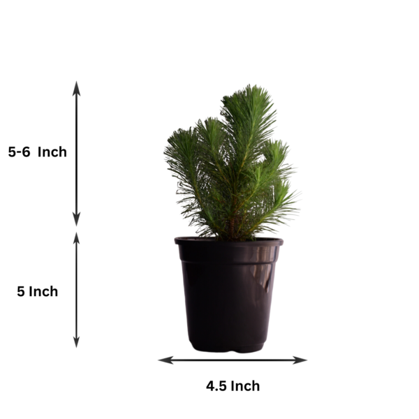 Surekha Agro Products Pine Tree Plant - Bonsai Starter - with 5 Inch Black Pot