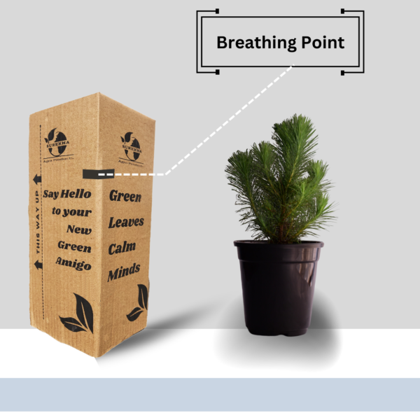Surekha Agro Products Pine Tree Plant - Bonsai Starter - with 5 Inch Black Pot