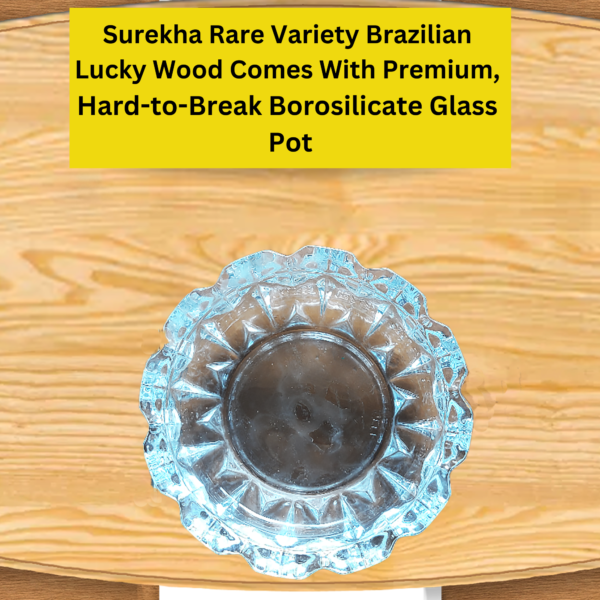 Rare Yellow Variety  Lucky Brazilian Wood Plant (Dracaena fragrans) - Unique & Easy | Surekha Agro Products