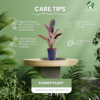 Ficus Elastica Rubber Plant - Air Purifying Indoor Plant | Easy Care | 12-14" | Surekha Agro Products