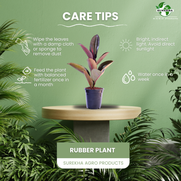 Ficus Elastica Rubber Plant - Air Purifying Indoor Plant | Easy Care | 12-14" | Surekha Agro Products