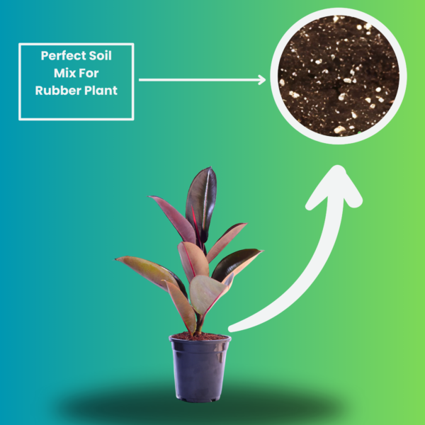Ficus Elastica Rubber Plant - Air Purifying Indoor Plant | Easy Care | 12-14" | Surekha Agro Products
