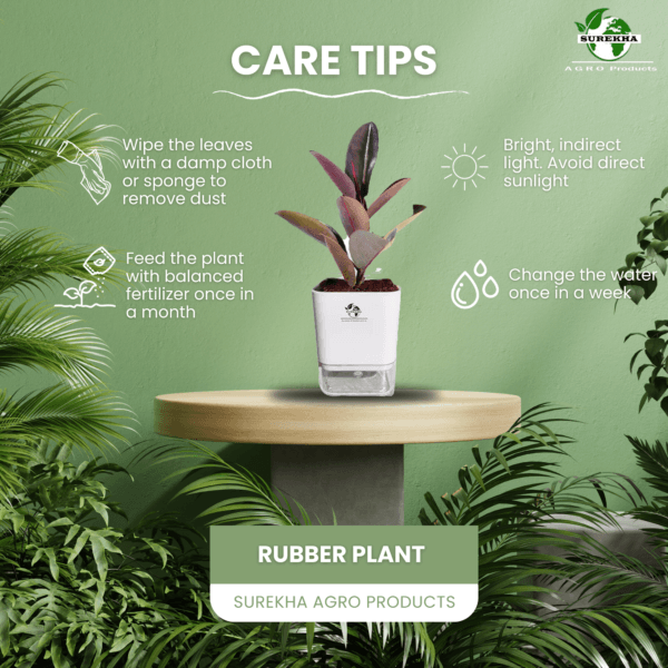 Ficus Elastica (Rubber Plant) - Bold & Easy-Care Indoor Tree | Self-Watering Pot | Surekha Agro Products