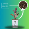 Ficus Elastica (Rubber Plant) - Bold & Easy-Care Indoor Tree | Self-Watering Pot | Surekha Agro Products