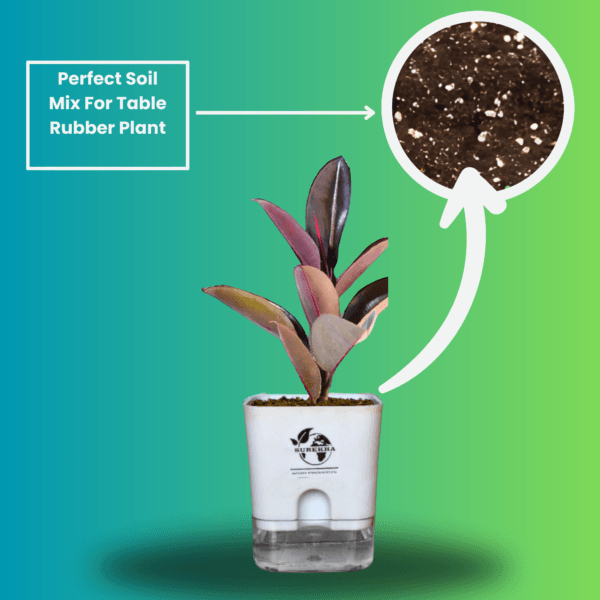 Ficus Elastica (Rubber Plant) - Bold & Easy-Care Indoor Tree | Self-Watering Pot | Surekha Agro Products