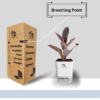 Ficus Elastica (Rubber Plant) - Bold & Easy-Care Indoor Tree | Self-Watering Pot | Surekha Agro Products
