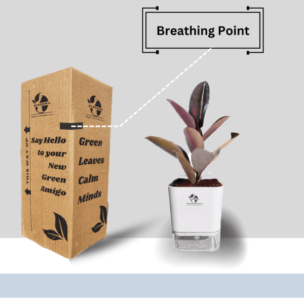 Ficus Elastica (Rubber Plant) - Bold & Easy-Care Indoor Tree | Self-Watering Pot | Surekha Agro Products