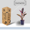 Ficus Elastica Rubber Plant - Air Purifying Indoor Plant | Easy Care | 12-14" | Surekha Agro Products