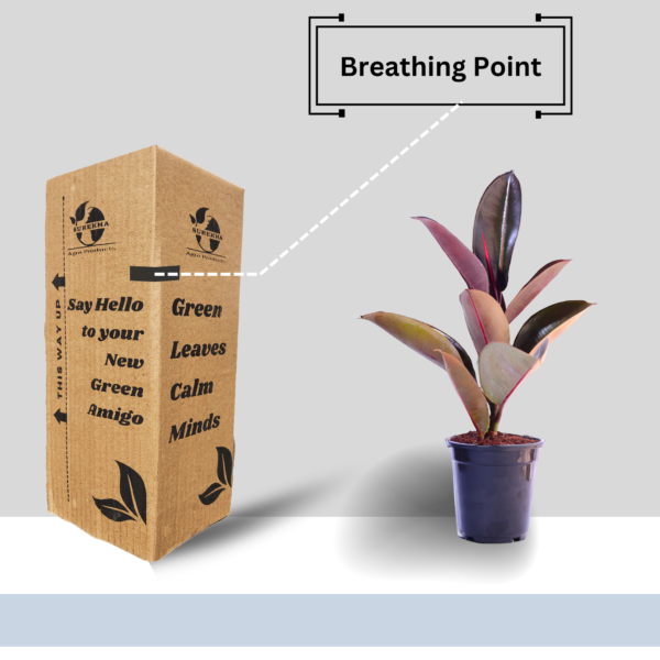 Ficus Elastica Rubber Plant - Air Purifying Indoor Plant | Easy Care | 12-14" | Surekha Agro Products
