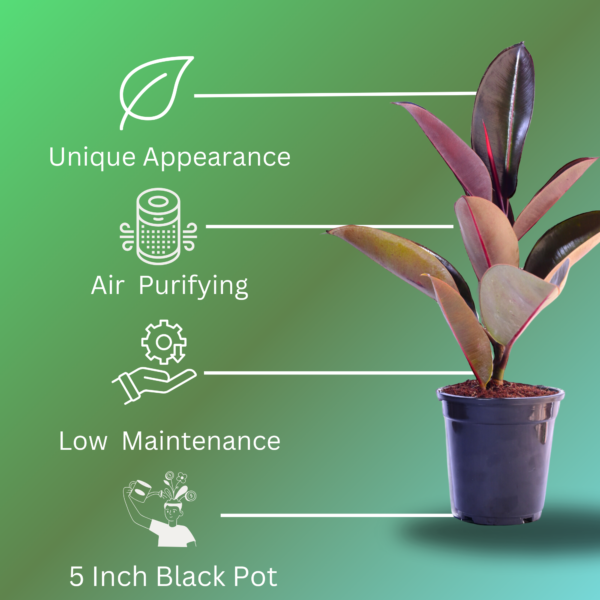Ficus Elastica Rubber Plant - Air Purifying Indoor Plant | Easy Care | 12-14" | Surekha Agro Products
