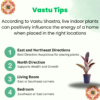 Ficus Elastica Rubber Plant - Air Purifying Indoor Plant | Easy Care | 12-14" | Surekha Agro Products