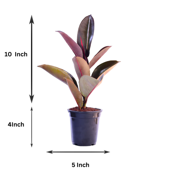 Ficus Elastica Rubber Plant - Air Purifying Indoor Plant | Easy Care | 12-14" | Surekha Agro Products