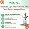 Ficus Elastica (Rubber Plant) - Bold & Easy-Care Indoor Tree | Self-Watering Pot | Surekha Agro Products