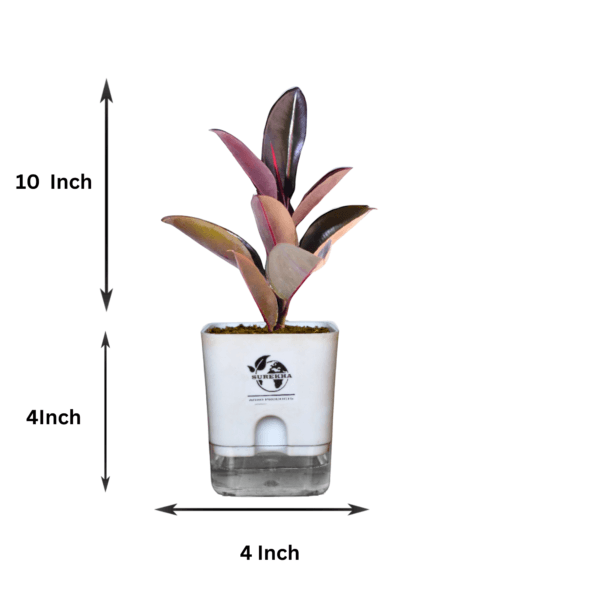 Ficus Elastica (Rubber Plant) - Bold & Easy-Care Indoor Tree | Self-Watering Pot | Surekha Agro Products