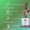 Ficus Elastica (Rubber Plant) - Bold & Easy-Care Indoor Tree | Self-Watering Pot | Surekha Agro Products