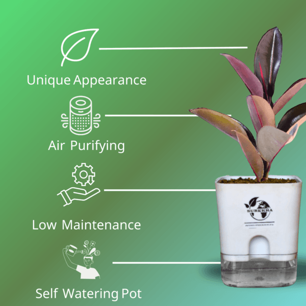 Ficus Elastica (Rubber Plant) - Bold & Easy-Care Indoor Tree | Self-Watering Pot | Surekha Agro Products