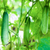 Cucumber (Kheera) Hybrid Seeds