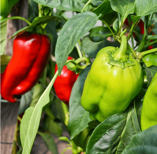 Capsicum (Hari Shimla Mirch) Seeds F1 Hybrid