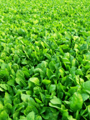 Spinach (Palak) Seeds Hybrid
