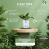 Surekha Agro Products Sansevieria Golden Hahnii Lotus Snake Plant - 8-10" with 5" Self Watering Pot | Air Purifying & Low Maintenance