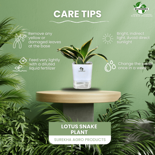 Surekha Agro Products Sansevieria Golden Hahnii Lotus Snake Plant - 8-10" with 5" Self Watering Pot | Air Purifying & Low Maintenance