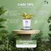 Surekha Agro Products Snake Plant (Sansevieria Trifasciata) - 8-10" with 5" Self Watering Pot | Air Purifying & Low Maintenance Indoor Plant