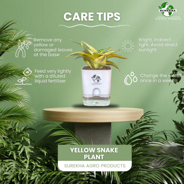 Surekha Agro Products Snake Plant (Sansevieria Trifasciata) - 8-10" with 5" Self Watering Pot | Air Purifying & Low Maintenance Indoor Plant