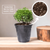 Table Kamini (Dwarf Orange Jasmine) - Fragrant & Easy Indoor/Outdoor Plant | Self-Watering Pot | Surekha Agro Products