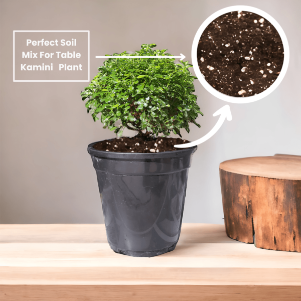 Table Kamini (Dwarf Orange Jasmine) - Fragrant & Easy Indoor/Outdoor Plant | Self-Watering Pot | Surekha Agro Products