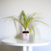 Spider Indoor Plants For Living Room With Self Watering Pot(White)
