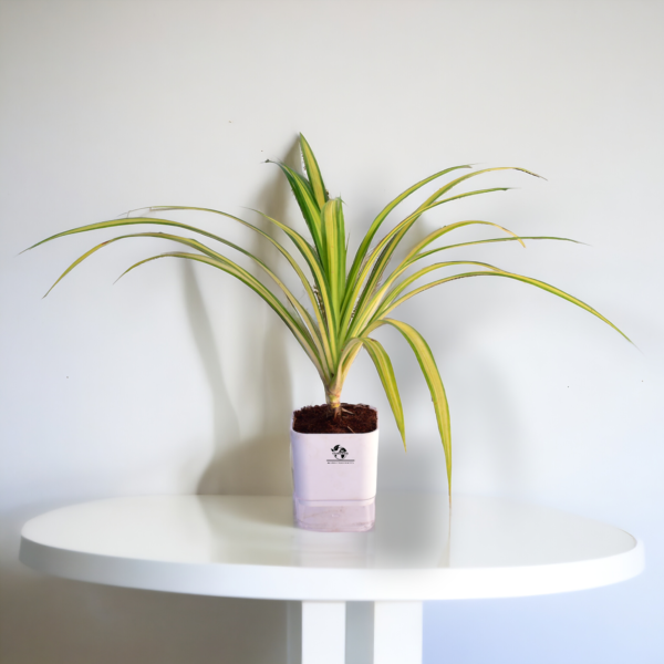 Spider Indoor Plants For Living Room With Self Watering Pot(White)