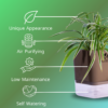 Spider Indoor Plants With Premium Brown Self Watering Pot | Perfect Live Plant For Living Room