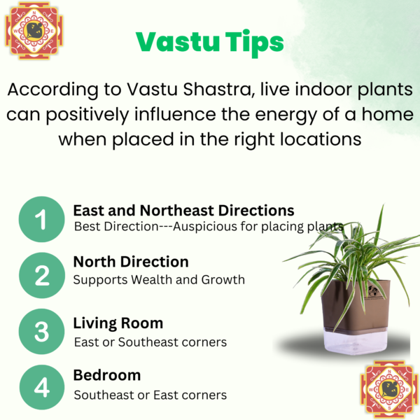 Spider Indoor Plants With Premium Brown Self Watering Pot | Perfect Live Plant For Living Room