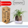 Spider Indoor Plants With Premium Brown Self Watering Pot | Perfect Live Plant For Living Room